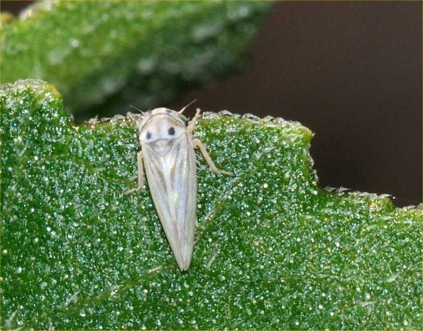 ID Cicalina: Austroagallia sinuata dal Lazio
